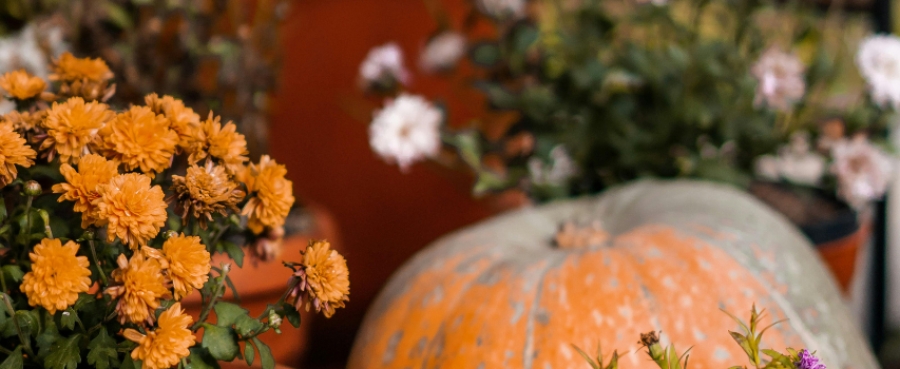 Piante e vasi per l&rsquo;autunno: guida completa per arredare giardino e terrazzo